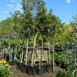 Ilex 'Nellie R. Stevens' 8/10cm - 10ft Standard.