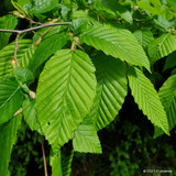 Carpinus betulus (Hornbeam) 40-60cm - 5.5ltr pot