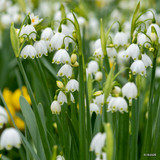 Leucojum aestivum