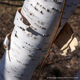 Betula Jacquemontii multi-stemmed (Himalayan Birch) 200/250cm - 45ltr