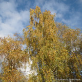 Betula pendula (Silver Birch) 60-90cm bare root - Single Plant