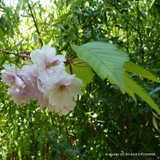 Prunus 'Pink Perfection (Flowering Cherry) BAREROOT