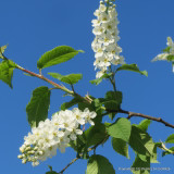 Prunus padus (Bird Cherry) BAREROOT