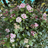 Viburnum Tinus 'Eve Price' 10L