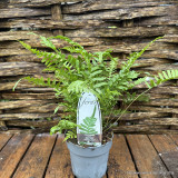 Polypodium vulgare - S