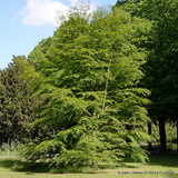 Fagus sylvatica 'Asplenifolia' (cut-leaved beech) 6/8cm