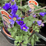 Anemone blanda 'Blue Shades'