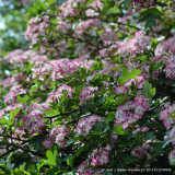 Crataegus 'Crimson Cloud' - 6/8cm girth