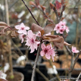 Prunus cerasifera 'Nigra' - 3ltr