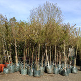 Betula Jacquemontii (Himalayan Birch) 175/200cm