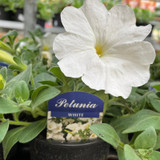 Petunia -Black Pot