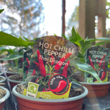 Mixed Pepper & Chilli Plants - 9cm