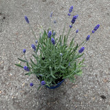 Lavender ang. 'Felice Provence' (p02)