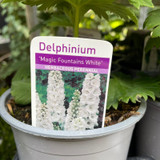 Delphinium "Magic Fountain' collection