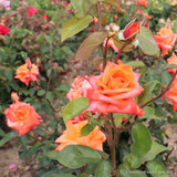 Lovers Meeting (Standard Rose)