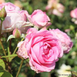 Mum in a Million (Standard Rose)