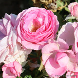 Mum in a Million (Standard Rose)