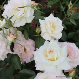 Silver Wedding  (Standard Rose)