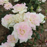 Silver Wedding  (Standard Rose)