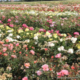 Silver Wedding  (Standard Rose)