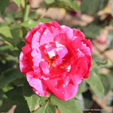 Henri Matisse - Shrub Rose