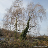 Betula pendula (Silver Birch) BAREROOT