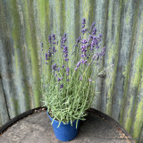 Lavander 'Hidcote' (L. angustifolia)