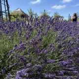 Lavander 'Hidcote' (L. angustifolia)