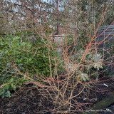 Cornus 'Midwinter Fire' - 00ltr