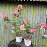 Hydrangea paniculata 'Firelight' 3L