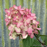 Hydrangea paniculata 'Firelight' 3L
