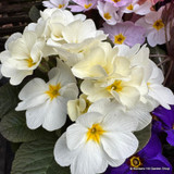 Primroses
