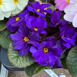 Primroses