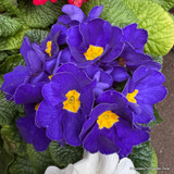 Primroses