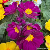 Primroses