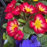 Primroses