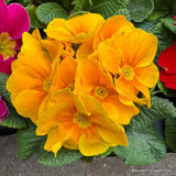 Primroses
