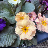 Primroses