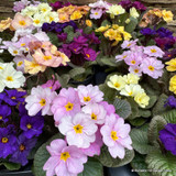 Primroses