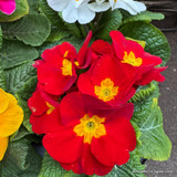 Primroses