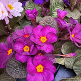 Primroses