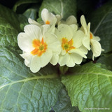Primroses