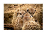 Meerkat Huddle, Cotswold Wildlife Park