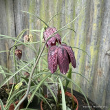 Fritillaria meleagris (9cm)