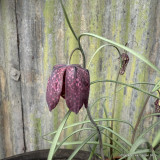 Fritillaria meleagris (9cm)