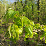 10 x Carpinus betulus (Hornbeam) 125-150cm bare root