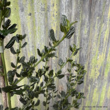 Ceanothus 'Victoria' 3L