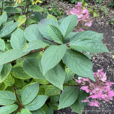 Hydrangea paniculata 'Wims Red' (p19)