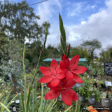 Hesperantha coccinea 'Major' 1ltr