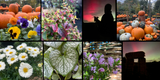 Weekly Newsletter - 11th October 2024